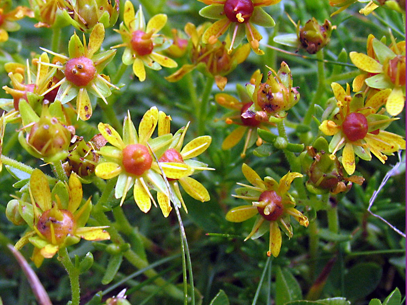 Pianta d''alta quota - Saxifraga aizoides